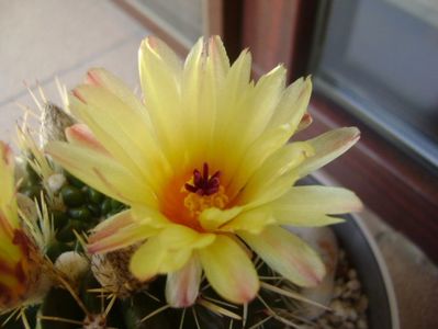 Notocactus mammulosus (Parodia mammulosa ssp. submammulosa)