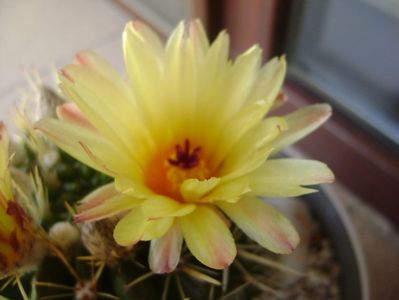 Notocactus mammulosus (Parodia mammulosa ssp. submammulosa)