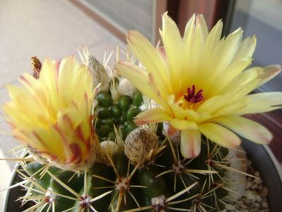 Notocactus mammulosus (Parodia mammulosa ssp. submammulosa)