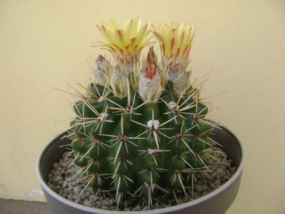 Notocactus mammulosus (Parodia mammulosa ssp. submammulosa)