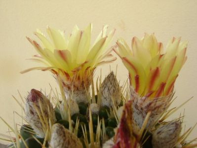 Notocactus mammulosus (Parodia mammulosa ssp. submammulosa)