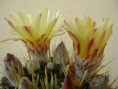 Notocactus mammulosus (Parodia mammulosa ssp. submammulosa)