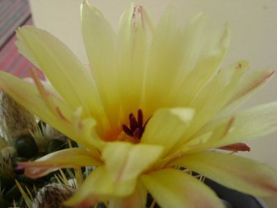 Notocactus mammulosus (Parodia mammulosa ssp. submammulosa)