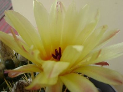 Notocactus mammulosus (Parodia mammulosa ssp. submammulosa)