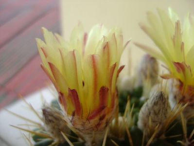 Notocactus mammulosus (Parodia mammulosa ssp. submammulosa)