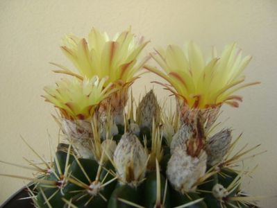 Notocactus mammulosus (Parodia mammulosa ssp. submammulosa)