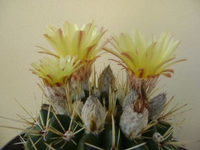 Notocactus mammulosus (Parodia mammulosa ssp. submammulosa)