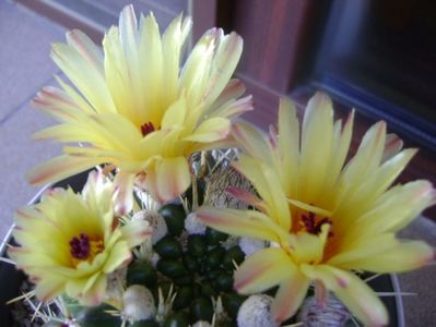 Notocactus mammulosus (Parodia mammulosa ssp. submammulosa)