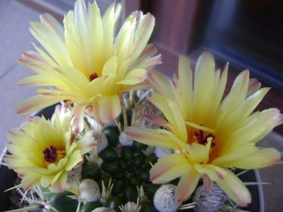 Notocactus mammulosus (Parodia mammulosa ssp. submammulosa)