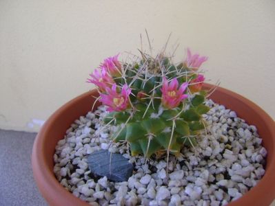 Mammillaria compressa