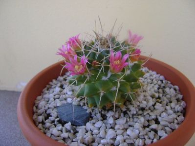 Mammillaria compressa