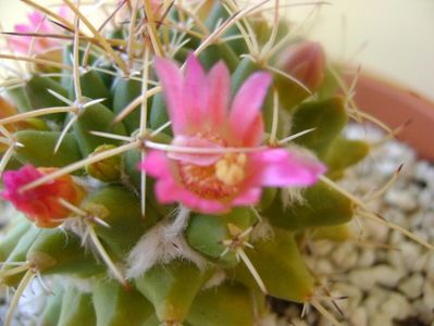 Mammillaria compressa