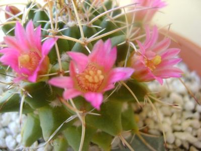 Mammillaria compressa