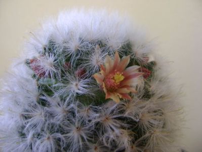 Mammillaria bocasana cv. multilanata