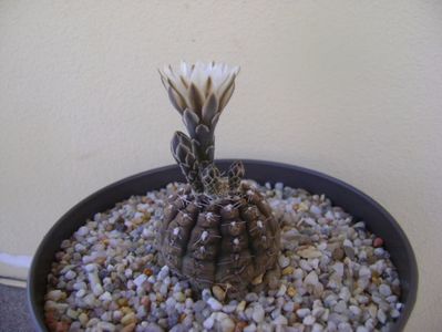 Gymnocalycium ragonesei