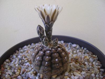 Gymnocalycium ragonesei