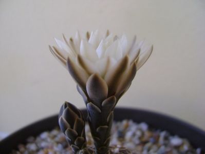 Gymnocalycium ragonesei