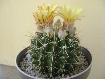 Notocactus mammulosus (Parodia mammulosa ssp. submammulosa)