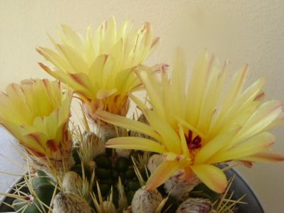 Notocactus mammulosus (Parodia mammulosa ssp. submammulosa)