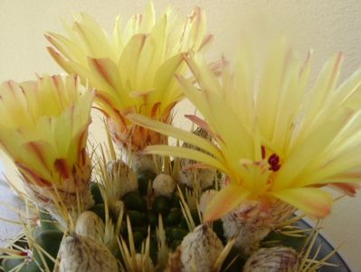 Notocactus mammulosus (Parodia mammulosa ssp. submammulosa)