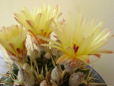 Notocactus mammulosus (Parodia mammulosa ssp. submammulosa)