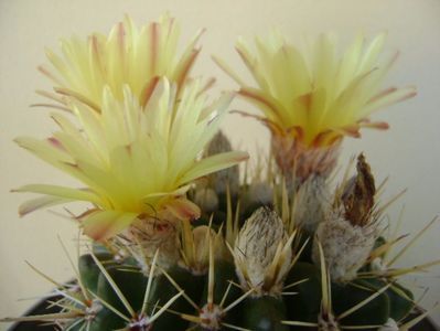 Notocactus mammulosus (Parodia mammulosa ssp. submammulosa)