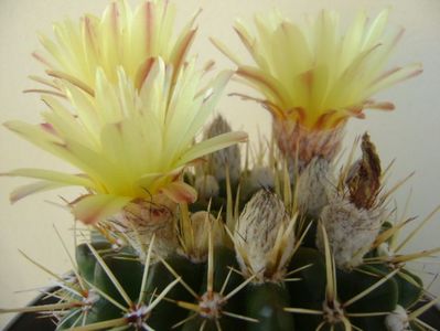 Notocactus mammulosus (Parodia mammulosa ssp. submammulosa)