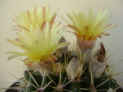 Notocactus mammulosus (Parodia mammulosa ssp. submammulosa)