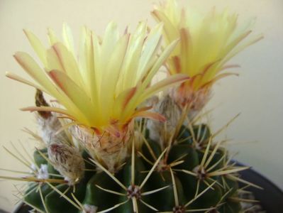 Notocactus mammulosus (Parodia mammulosa ssp. submammulosa)