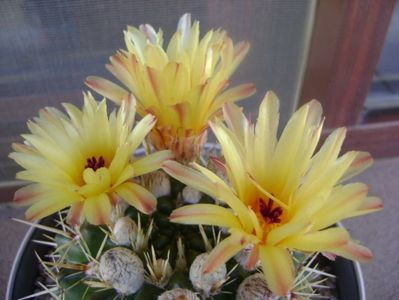 Notocactus mammulosus (Parodia mammulosa ssp. submammulosa)