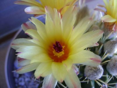 Notocactus mammulosus (Parodia mammulosa ssp. submammulosa)