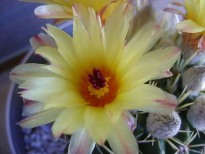 Notocactus mammulosus (Parodia mammulosa ssp. submammulosa)