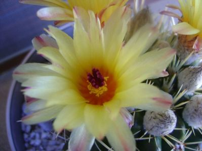 Notocactus mammulosus (Parodia mammulosa ssp. submammulosa)