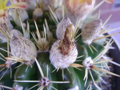 Notocactus mammulosus (Parodia mammulosa ssp. submammulosa)