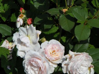 A Shropshire Lad