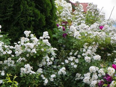 Guirlande d'Amour si Reine des Violettes