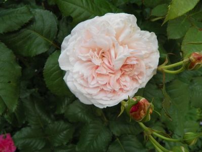 Rose de Tolbiac