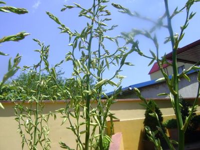 Yucca filamentosa, tije florale