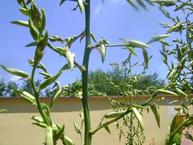 Yucca filamentosa, tije florale