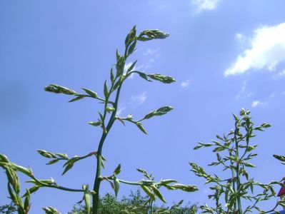 Yucca filamentosa, tije florale