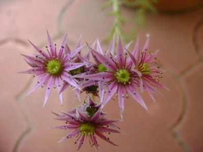 Sempervivum