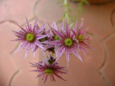 Sempervivum