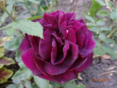 Dimov 48 e cel mai negru trandafir vazut de mine