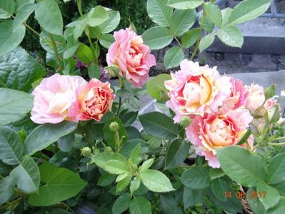 Rose des Cistercien