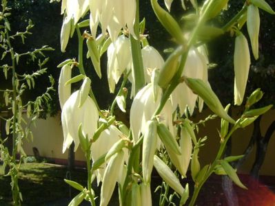 Yucca filamentosa, tije florale