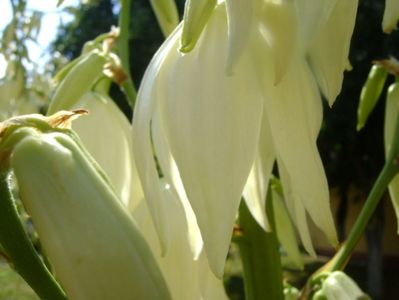 Yucca filamentosa, tije florale