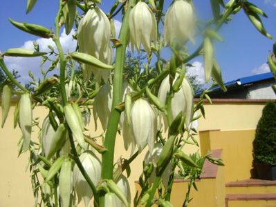 Yucca filamentosa, tije florale