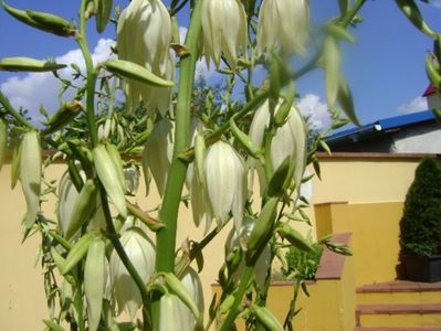 Yucca filamentosa, tije florale