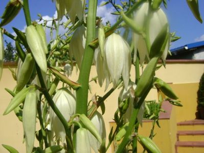 Yucca filamentosa, tije florale