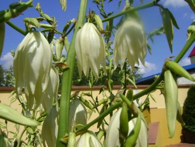 Yucca filamentosa, tije florale